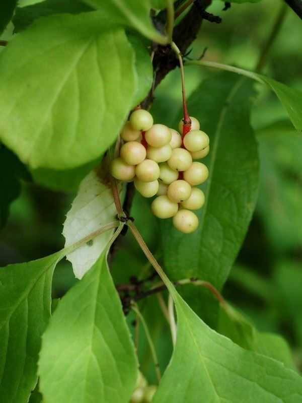 Ягоды лимонника – домашняя аптечка в одном растении