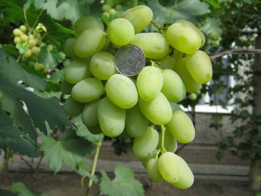 Виноград галахад - описание сорта, фото, отзывы