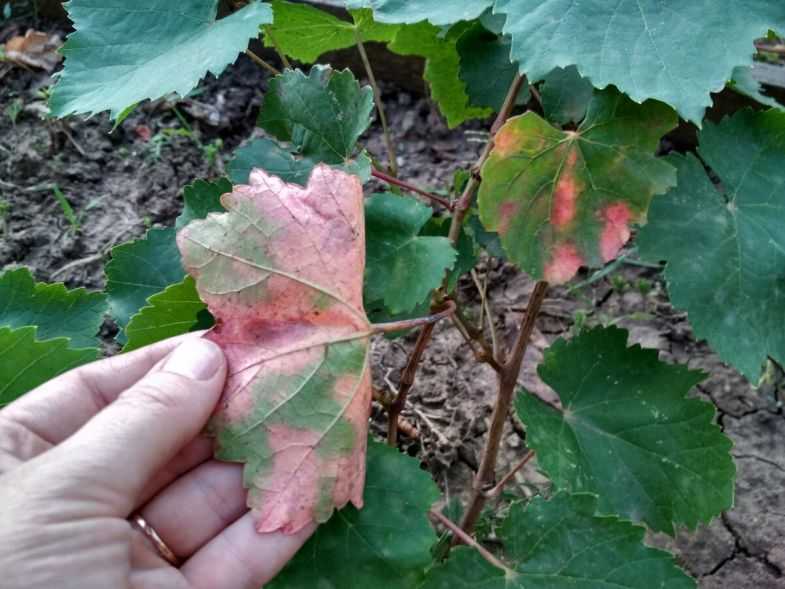 Обработка винограда осенью – крепкая лоза на зиму