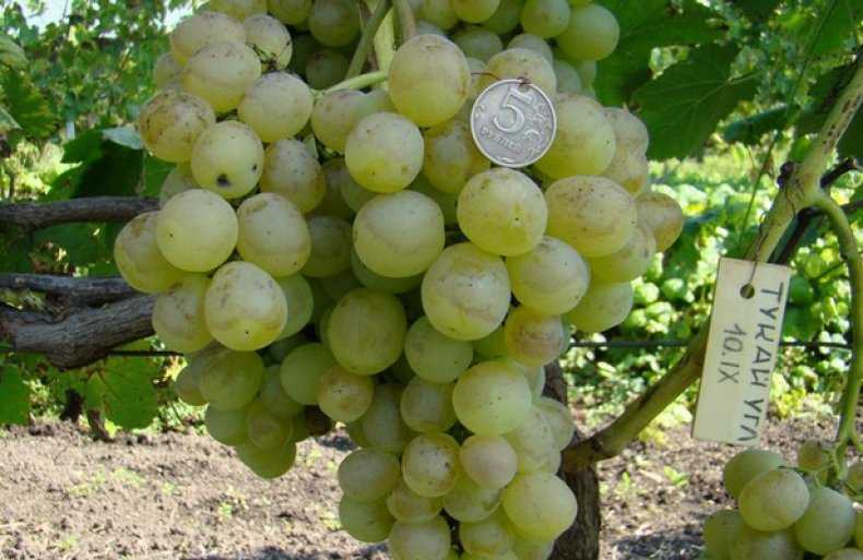 Виноград тукай: описание сорта с характеристикой и отзывами, особенности посадки и выращивания, фото