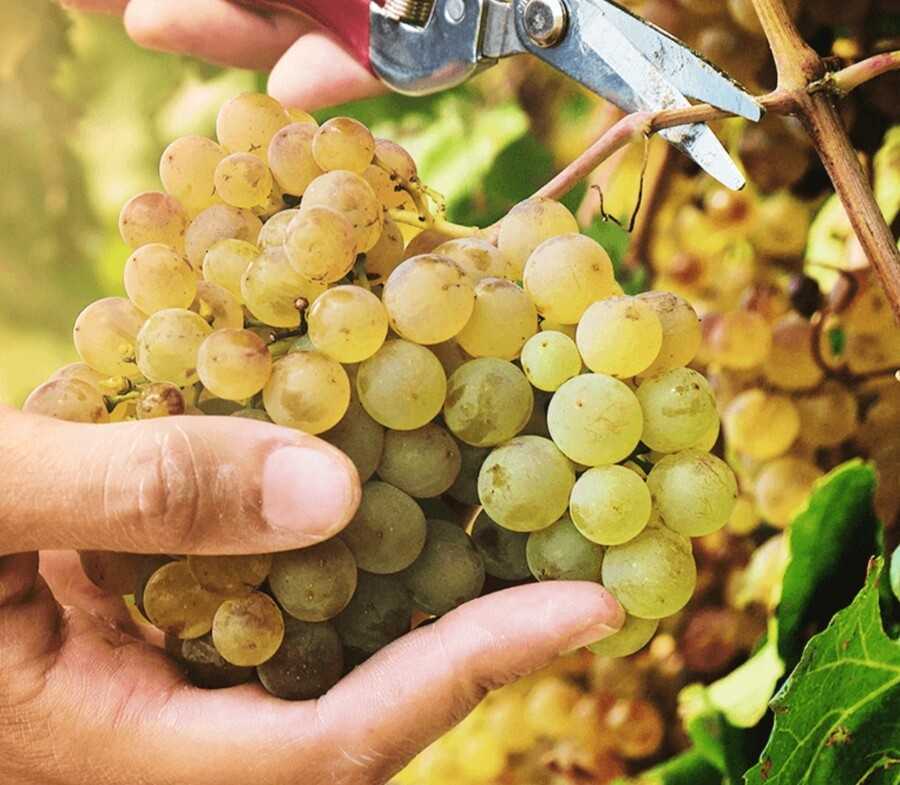 Виноград гарольд: описание сорта, правила выращивания и ухода