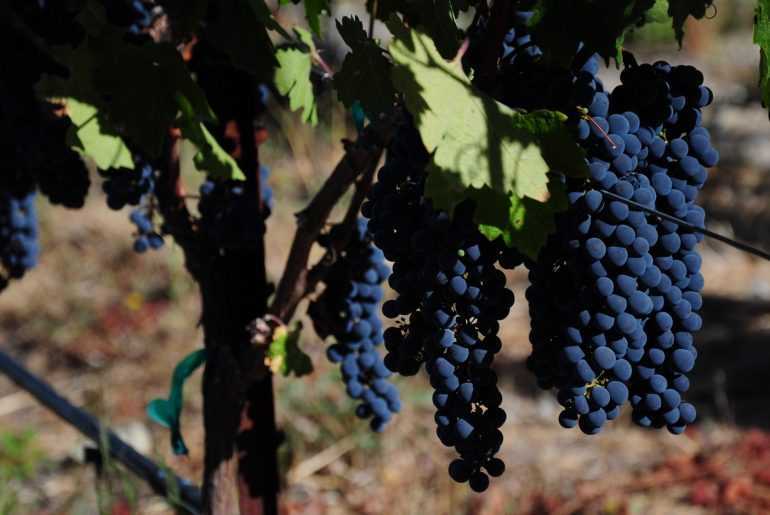 Виноград Каберне Совиньон: описание сорта, фото, отзывы виноградарей. Рекомендации по уходу, обрезке.