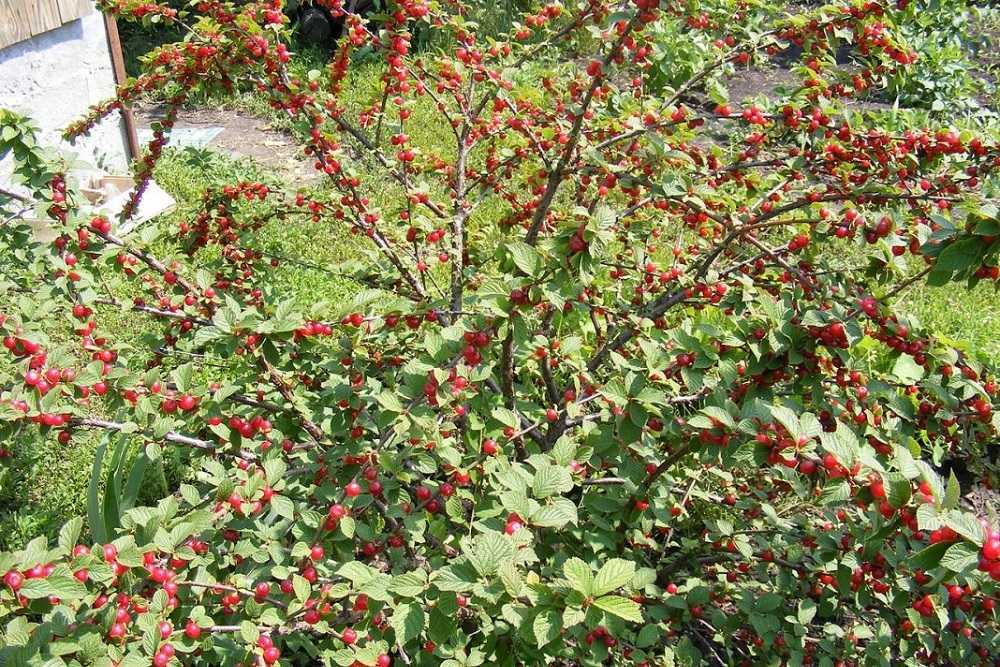 Болезни вишни: их описание с фотографиями