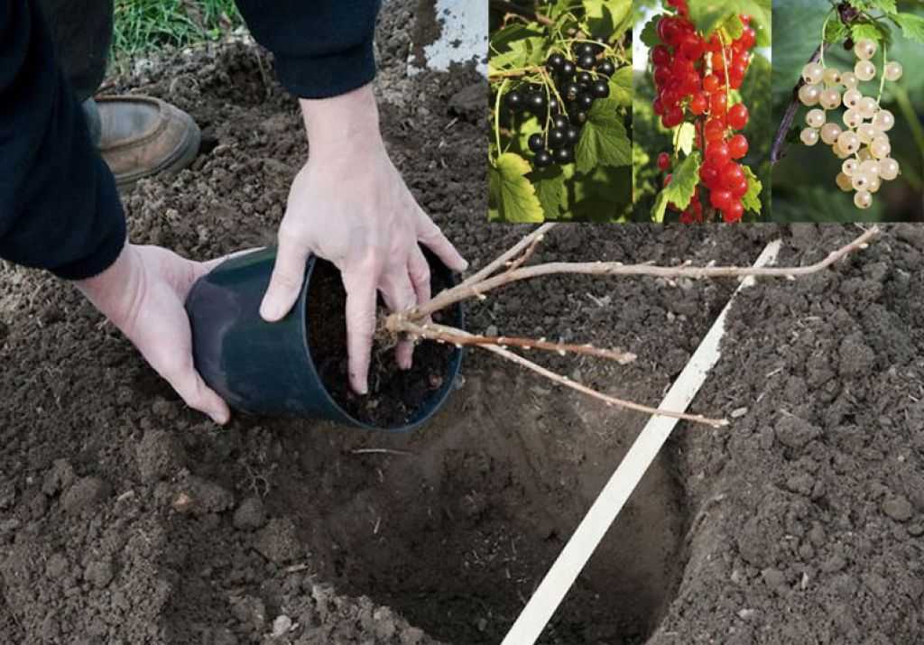 Когда и как посадить смородину весной: сроки и правила высадки саженцев в открытый грунт
