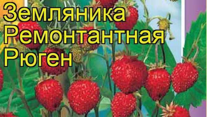 Земляника рюген: выращивание, описание сорта, фото и отзывы - gribferm.ru