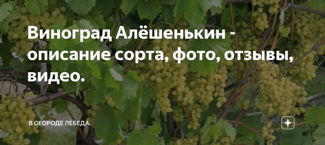 История селекции и описание винограда Кубань, рекомендации по выращиванию, уходу, борьбе с заболеваниями и вредителями.
