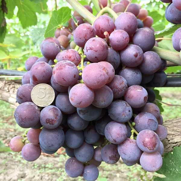 Виноград Граф Монте-Кристо: описание сорта, фото, отзывы виноградарей. Рекомендации по выращиванию, обрезке и уходу.
