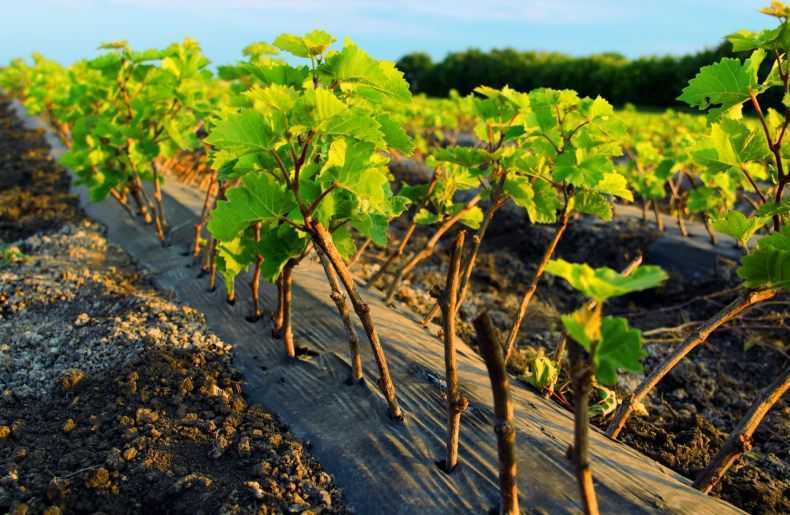 Сорта винограда для урала: фото, характеристика, видео выращивания