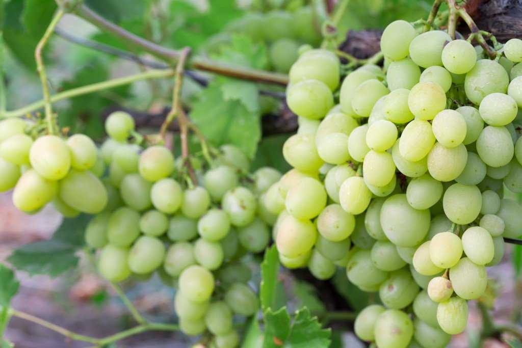 Айтаска — сорт винограда