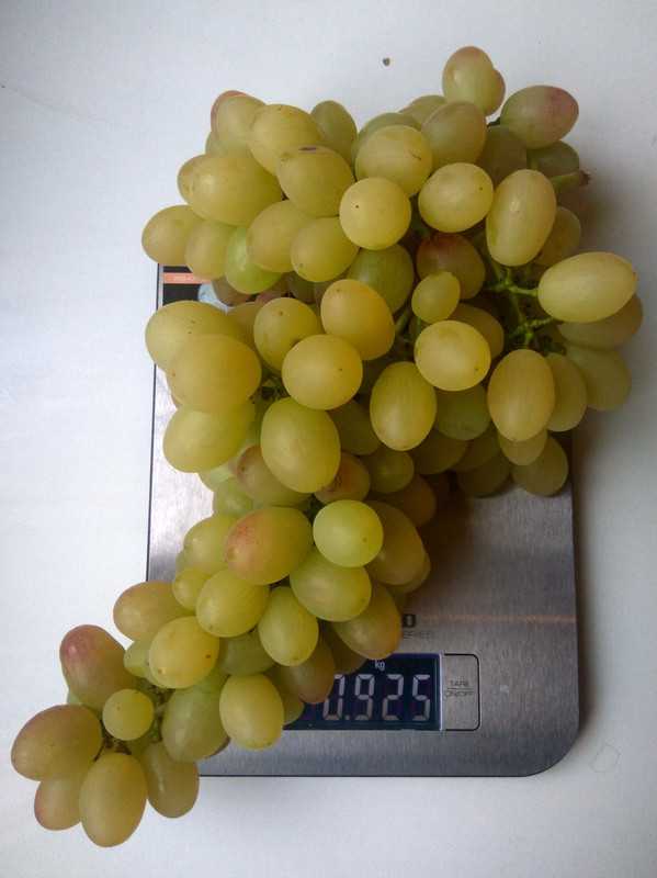 Что нужно знать о сорте винограда тасон
