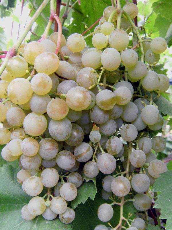 Виноград "краса севера": описание сорта, фото, отзывы