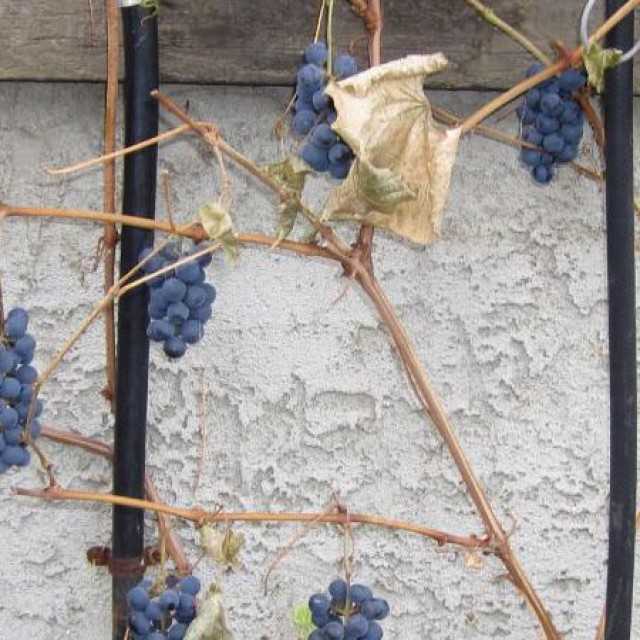 8 способов укрытия винограда на зиму