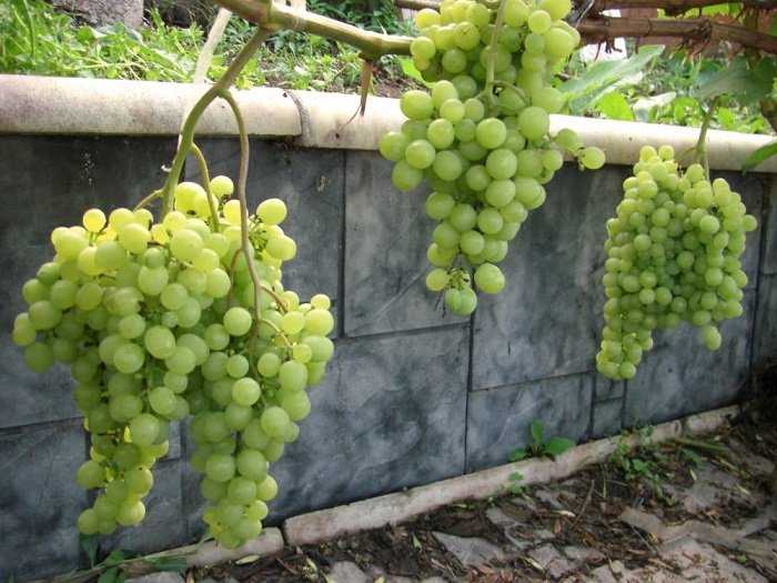 Виноград Таежный: описание сорта, фото, отзывы виноградарей. Рекомендации по уходу и выращиванию.