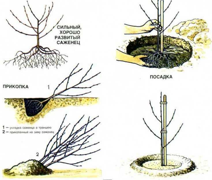 Обрезка вишни осенью – как проводить процедуры для разных видов деревьев?