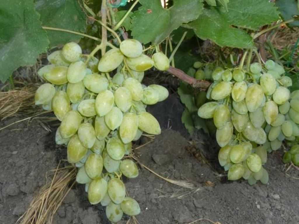 Сорт винограда ромбик- описание сорта, правила посадки и ухода