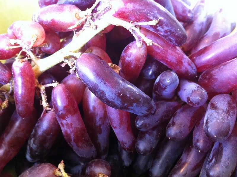 Виноград ведьмины пальцы: описание сорта с характеристикой и отзывами, особенности посадки и выращивания, фото