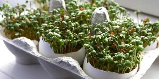 Выращивание кинзы из семян на подоконнике в домашних условиях