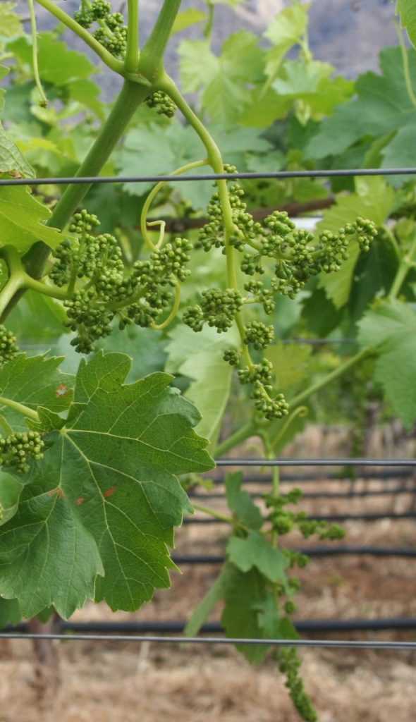 Виноград тукай: описание сорта, правильный уход и отзывы