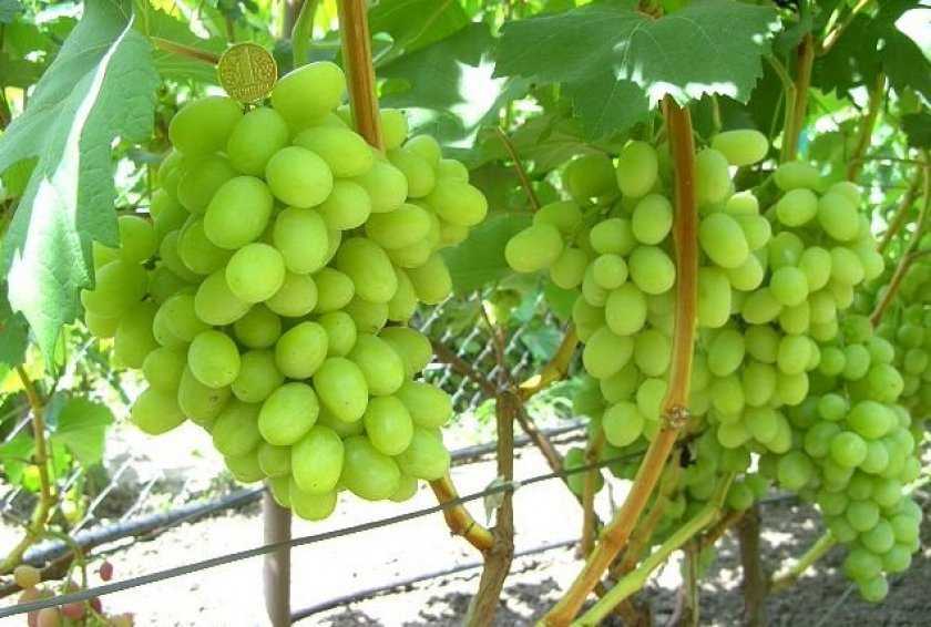 Виноград ландыш: описание сорта с характеристикой и отзывами, особенности посадки и выращивания, фото