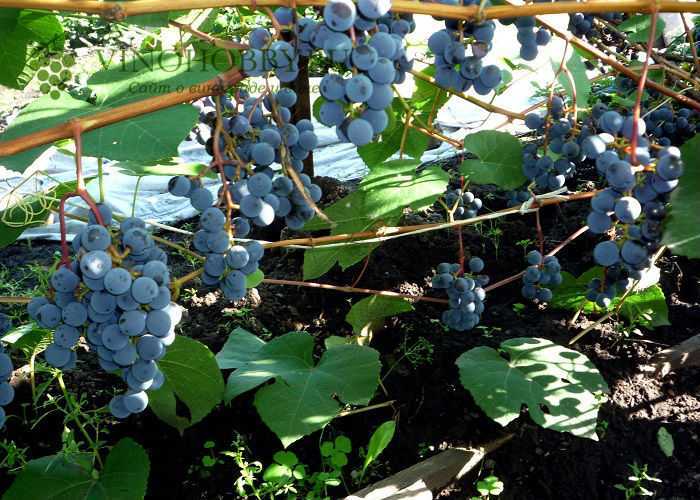 Виноград таежный, описание сорта и его особенности