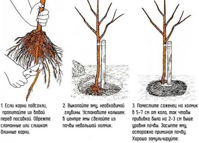 Жимолость нимфа: описание сорта с характеристикой и отзывами, особенности посадки и выращивания и ухода, фото