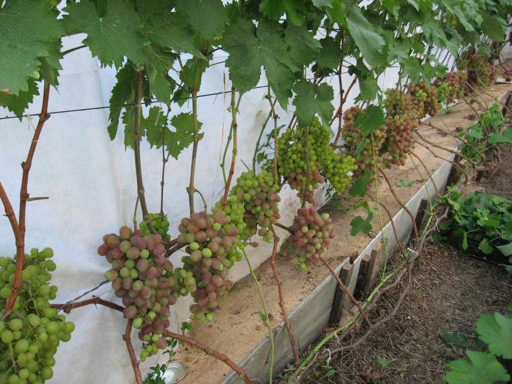 Описание сорта винограда таёжный: фото и отзывы
