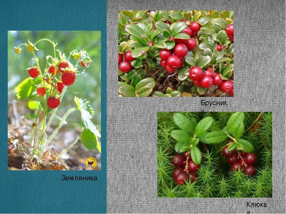 Клюква — описание растения и ягод, полезные свойства, противопоказания, состав, калорийность, фотографии