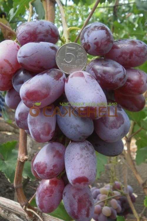 Виноград воевода – гармония вкуса и удивительный размер ягод