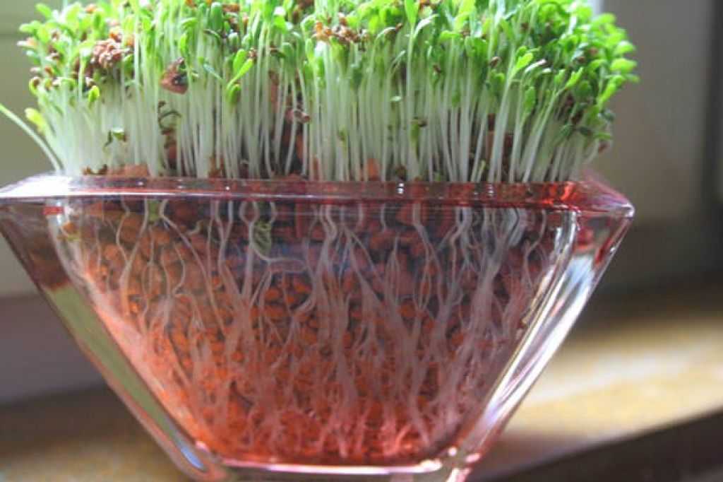 Кресс салат на подоконнике — выращивание, условия и уход