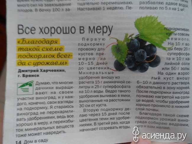 Чем подкормить виноград осенью, - журнал "совхозик"