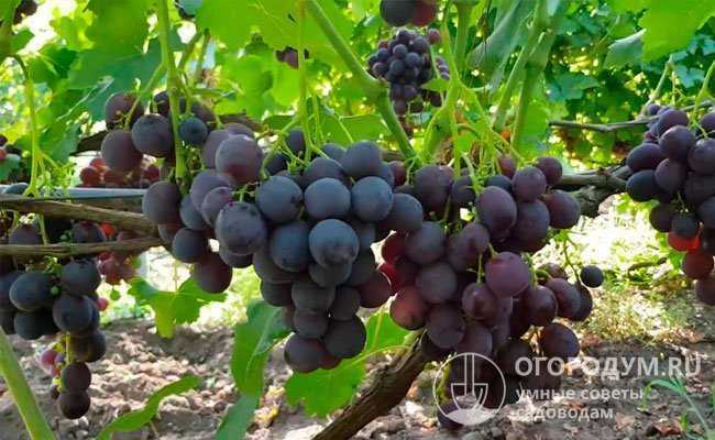 Виноград шахтер - мир винограда - сайт для виноградарей и виноделов