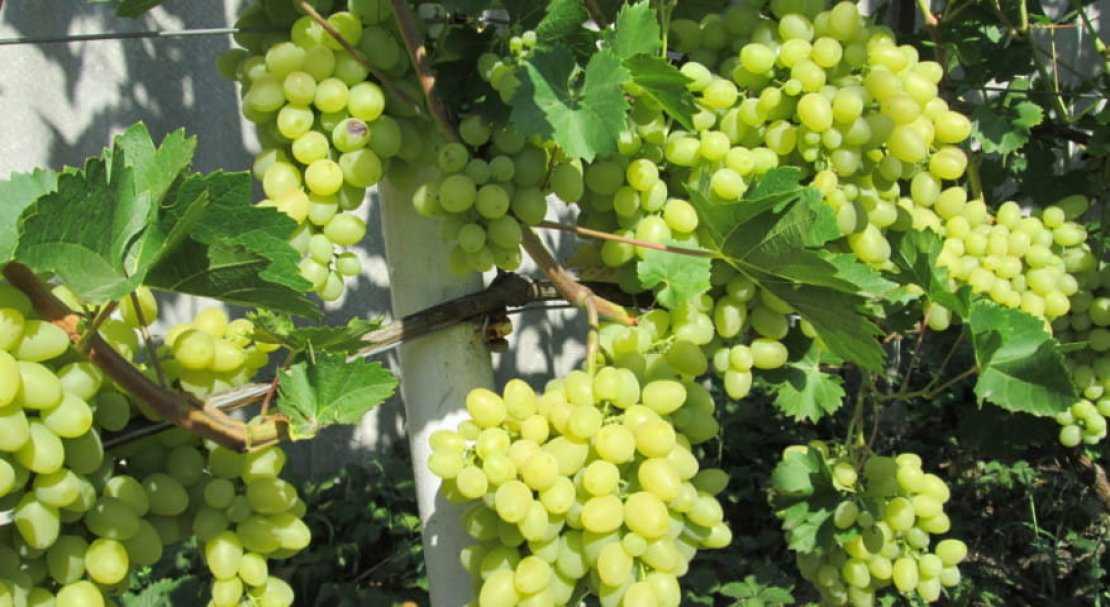 Виноград "ландыш": описание, характеристики, особенности выращивания