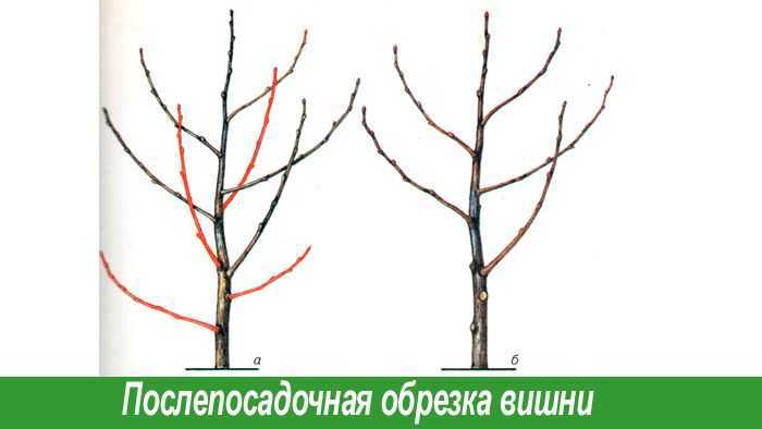 Правила обрезки войлочной вишни. фото — ботаничка.ru