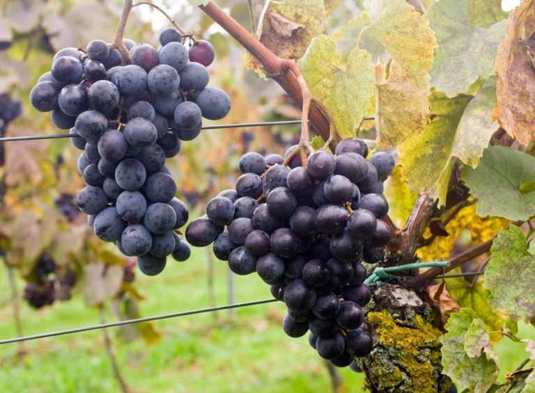 Сорта винограда для крыма - винные и столовые сорта, особенности выращивания винограда на крымском полуострове