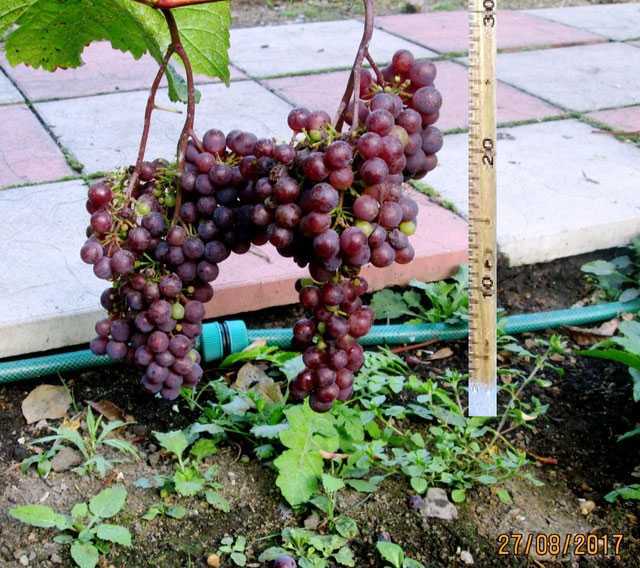 Описание и характеристика винограда сорта виктор, плюсы и минусы, выращивание