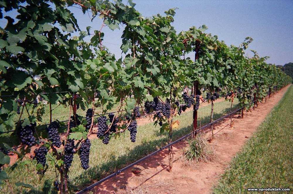 Сорт винограда гарольд: описание, фото
