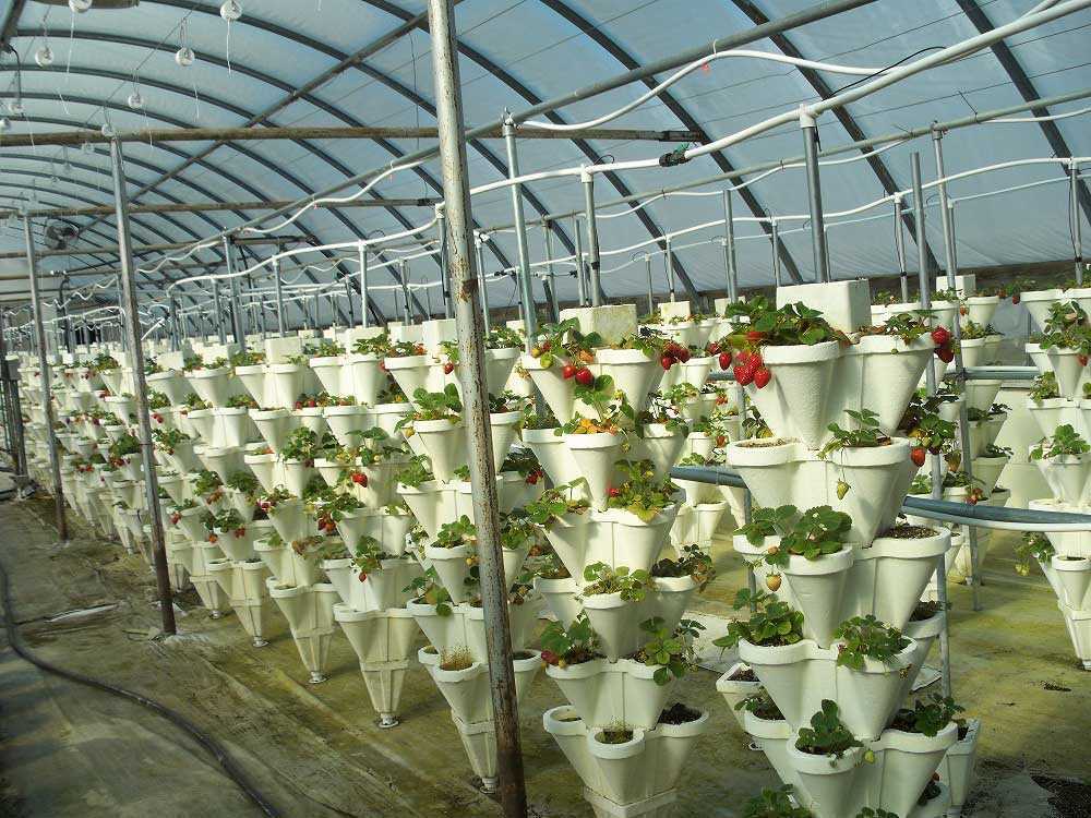 Выращивание клубники по голландской технологии в теплице круглый год: как подготовить рассаду и создать оптимальные условия? русский фермер