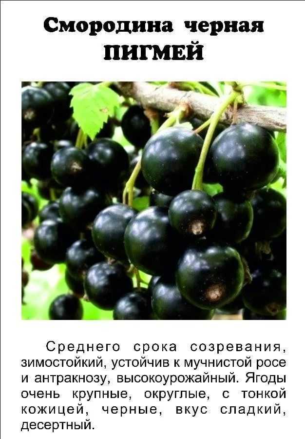 Сорта черной смородины: описание, характеристика, фото - sadovnikam.ru