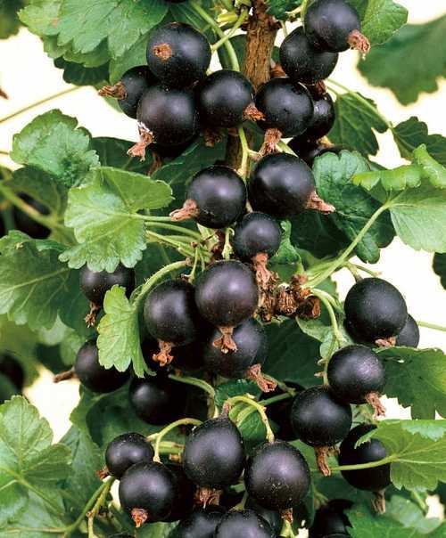 Смородина гулливер: описание сорта черной ягоды, ее особенности и характеристики, фото selo.guru — интернет портал о сельском хозяйстве