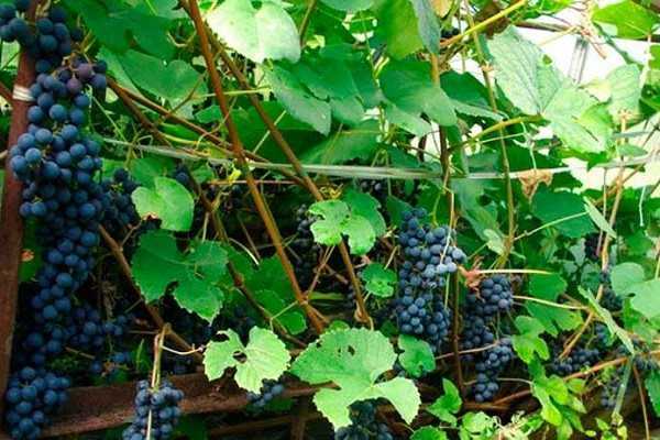 Виноград «зилга»: описание сорта, характеристика, отзывы