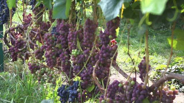 Описание сорта винограда надежный (брат лучистого): фото и отзывы | vinograd-loza