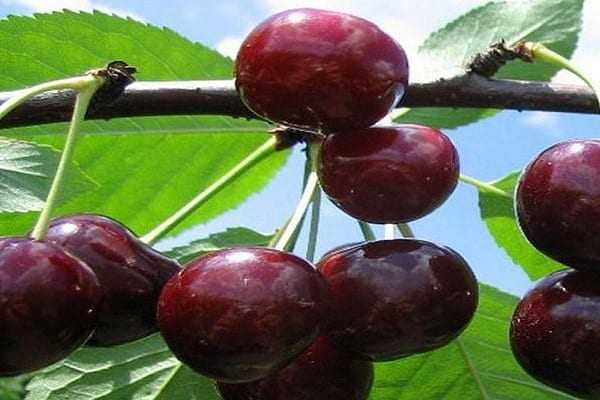 Тургеневка: всё о выращивании популярного сорта вишни