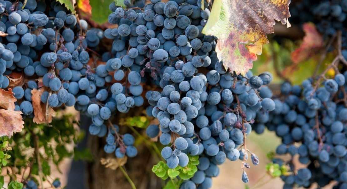 Как вырастить виноград сорта каберне совиньон