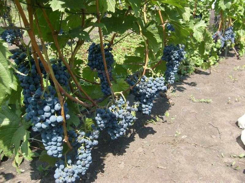 Вино каберне совиньон: описание, отзывы и история сорта винограда