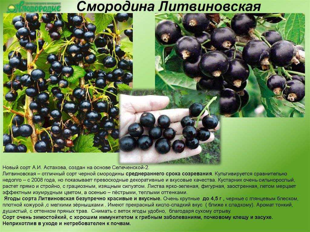 Морозоустойчивый сорт черной смородины «белорусская сладкая»