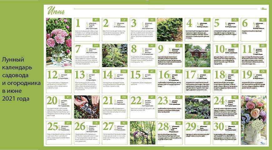 Лунный календарь огородника на июнь 2021 года. Подходящие и неблагоприятные даты июня для посадки и ухода за овощными культурами, фруктовыми деревьями, ягодными кустарниками.