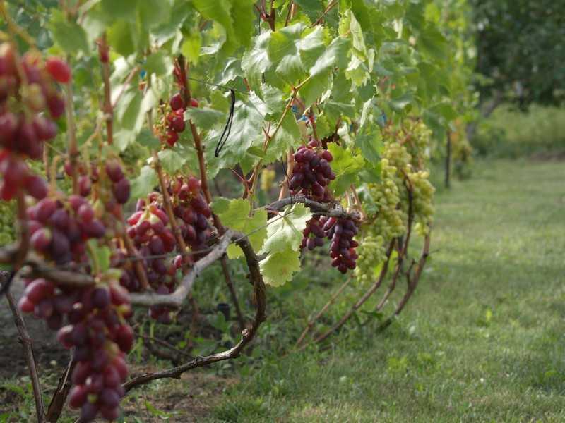 Виноград гелиос: описание, посадка, выращивание, отзывы