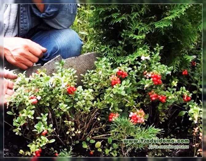 Брусника садовая: посадка и уход, размножение и выращивание на приусадебном участке