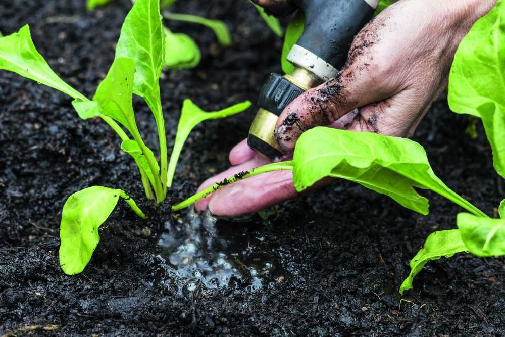 Выращивание новозеландского шпината - правила посадки, размножения и ухода