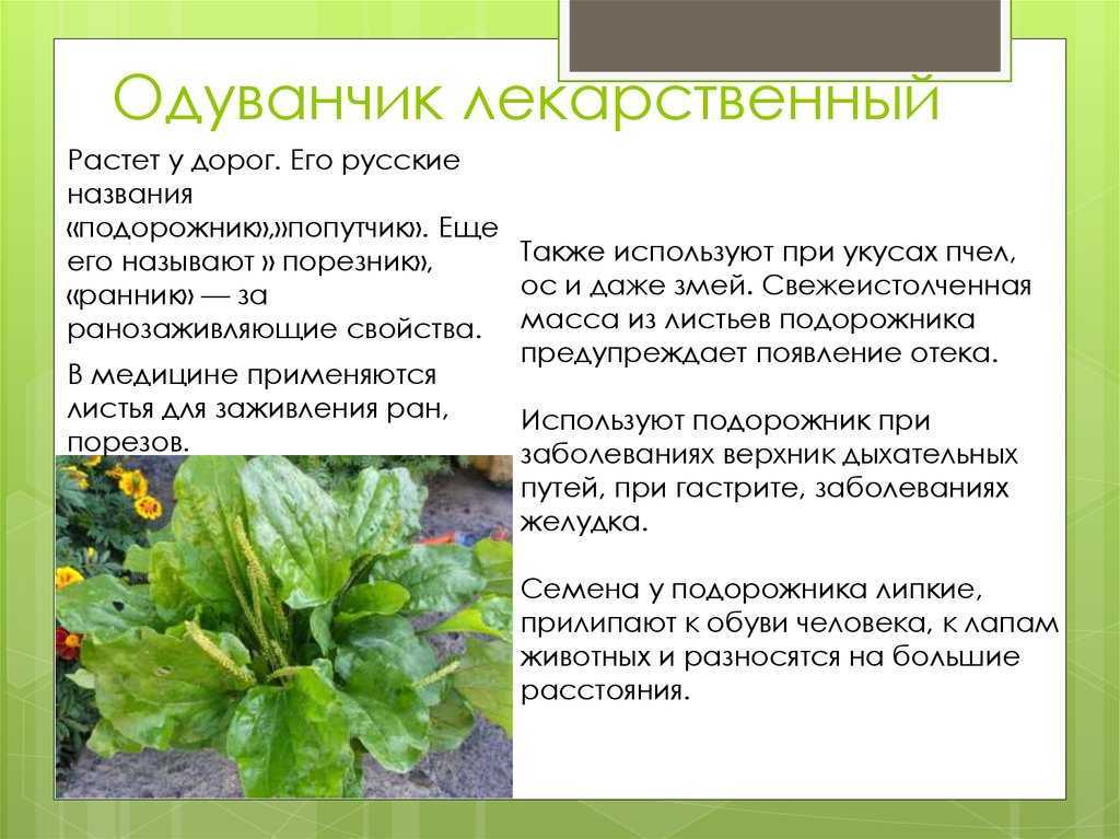 Выращивание и уход за шпинатом